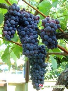 Виноград Черный жемчуг в Буйе