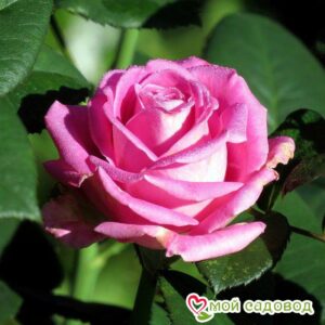 Роза чайно-гибридная Аква в Буйе