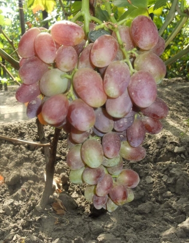 Виноград Сенсация (2) в Буйе