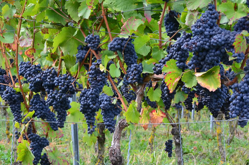 Виноград Ливадийский черный (2) в Буйе