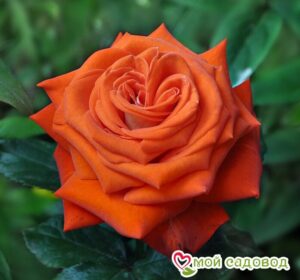 Роза чайно-гибридная Верано в Буйе