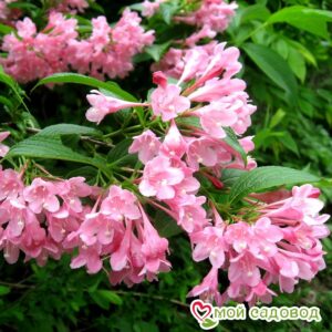 Вейгела цветущая “Розеа” в Буйе