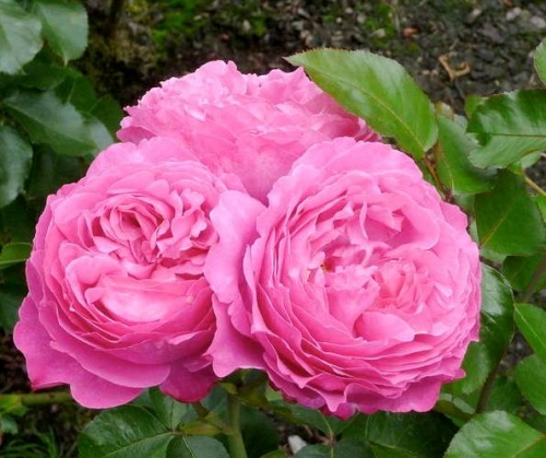 Роза Ив Пьяже (2) в Буйе