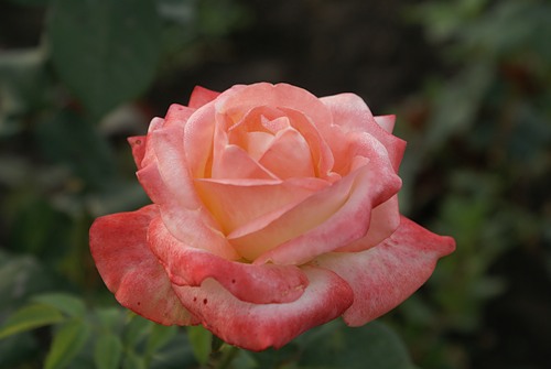 Роза Белла Перл (2) в Буйе