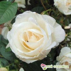 Роза Спрей белый в Буйе