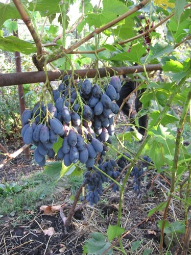 Виноград Блэк гранд (3) в Буйе