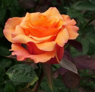 Роза Мильва (2) в Буйе