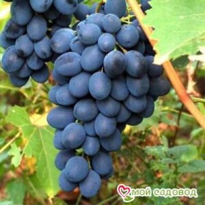 Ароматный и сладкий виноград “Августа” в Буйе