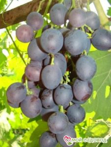 Виноград Астра в Буйе