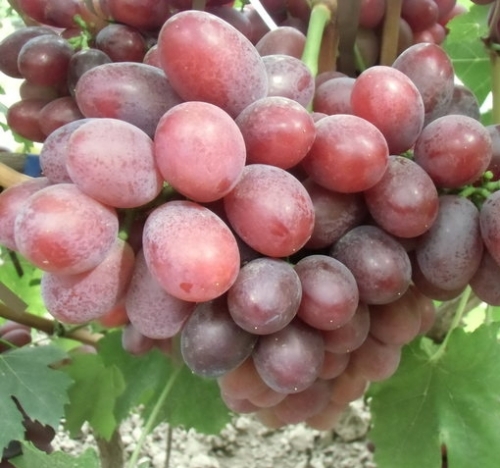 Виноград Фаэтон (2) в Буйе