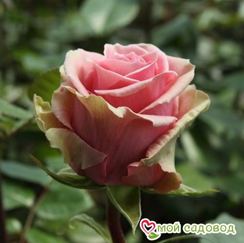 Роза чайно-гибридная Геральдина в Буйе
