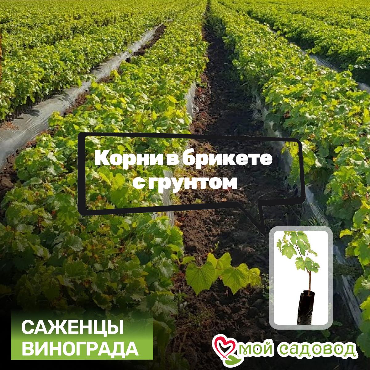 Виноград Астра