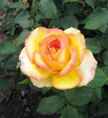 Роза Восходящее Солнце (2) в Буйе
