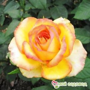 Роза Восходящее Солнце в Буйе