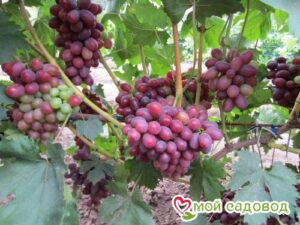 Виноград Фаэтон в Буйе