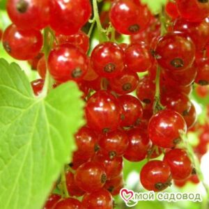 Красная смородина Святкова в Буйе