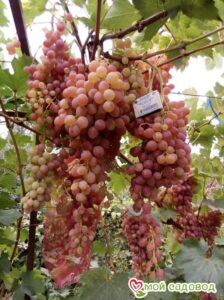 Виноград Лучистый в Буйе