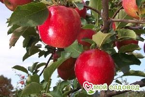 Яблоня Джонаголд в Буйе