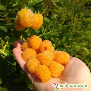 Малина Голден Квин в Буйе