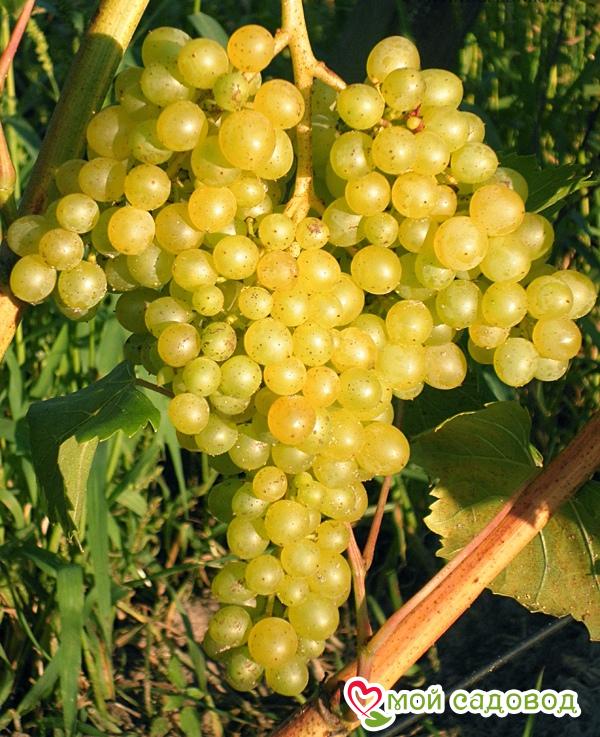 Виноград “Кишмиш 342” в Буйе