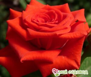 Роза чайно-гибридная Корвет в Буйе