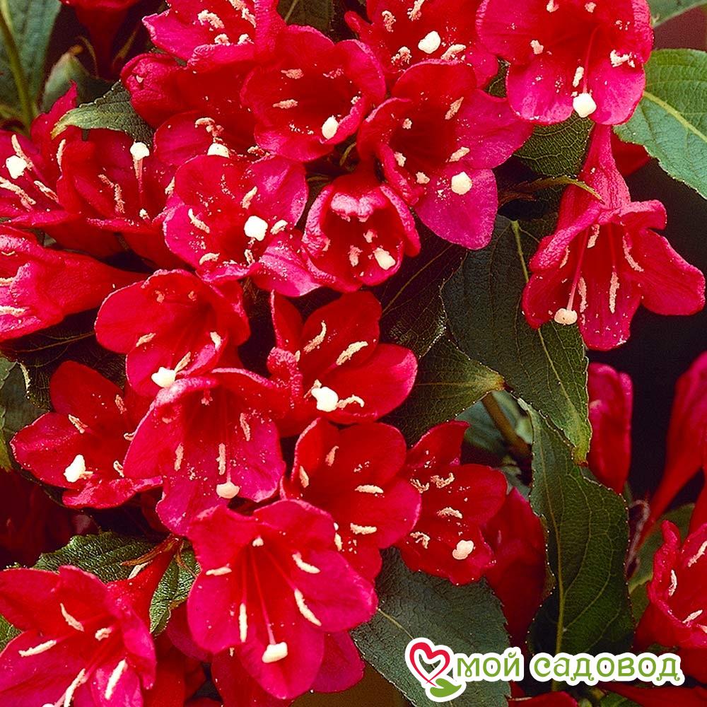 Вейгела цветущая “Ред Принц” в Буйе