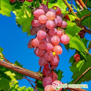 Виноград Лидия (Розовая Изабелла) в Буйе