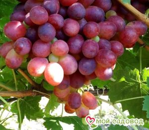 Виноград Шахиня Ирана в Буйе