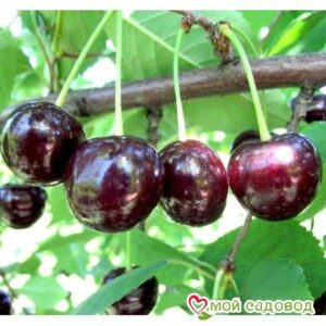 Саженцы вишни – Чудо-вишня в Буйе