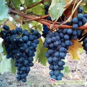 Виноград Молдова в Буйе