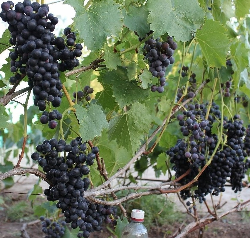 Виноград Мускат Блау (2) в Буйе
