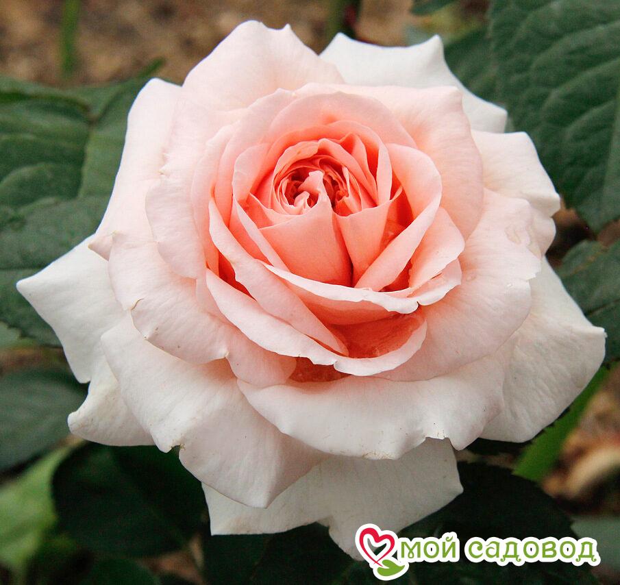 Роза чайно-гибридная  Амелия в Буйе