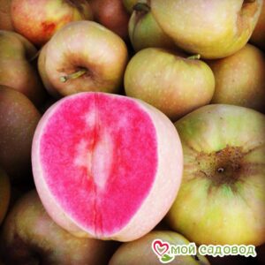 Яблоня Розовый жемчуг в Буйе
