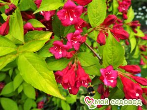 Вейгела цветущая “Рубидор” в Буйе