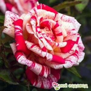 Роза чайно-гибридная Папагено в Буйе
