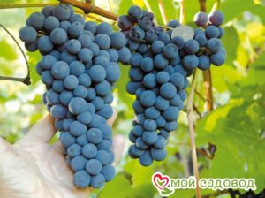 Виноград Амурский синий в Буйе