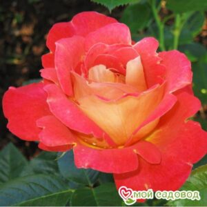 Роза Декор Арлекин в Буйе