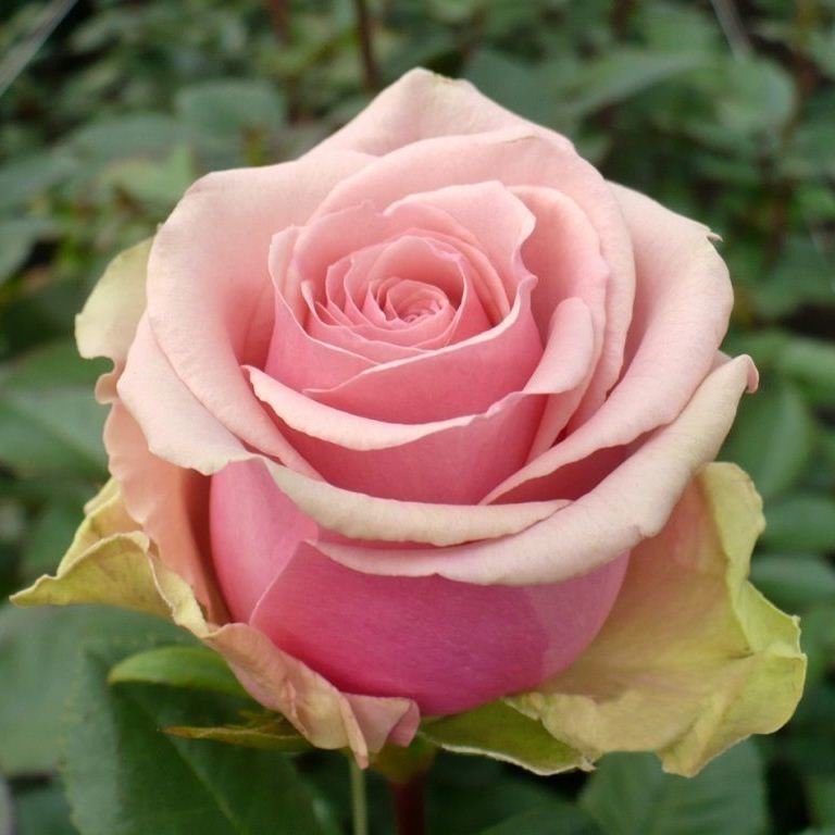 Роза чайно-гибридная Геральдина (2) в Буйе