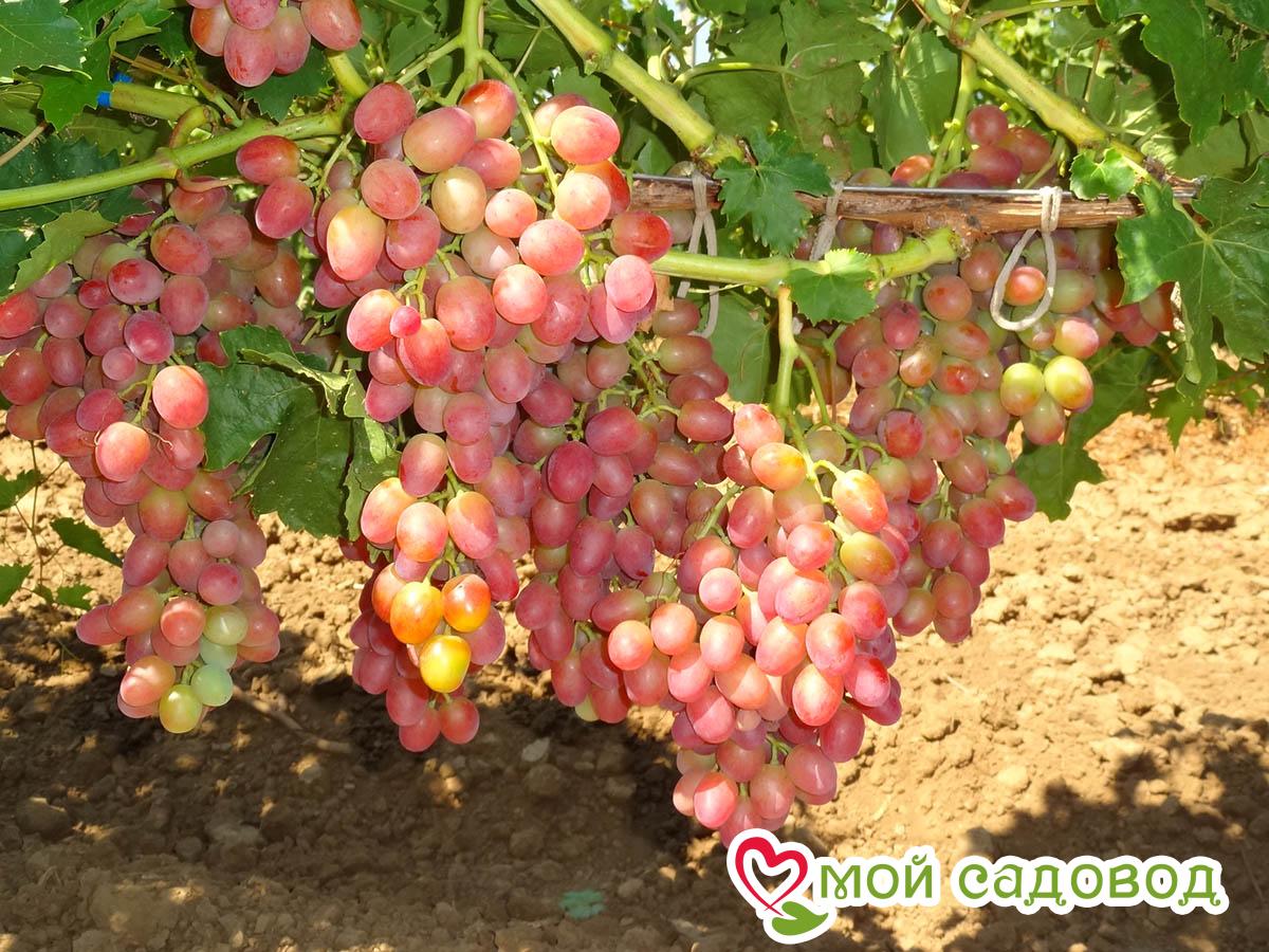 Виноград Розовая дымка в Буйе