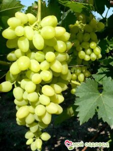 Виноград Осенний крупноплодный в Буйе