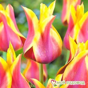 Тюльпан лилиецветный Баллада Дрим в Буйе