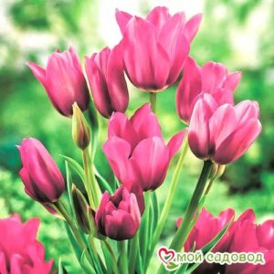 Тюльпан многоцветковый Пурпл Букет в Буйе