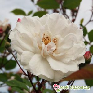 Роза Белый каскад в Буйе