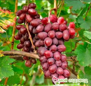 Виноград Виктория винная в Буйе