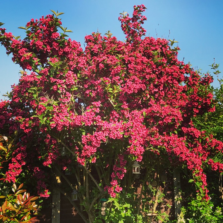 Вейгела цветущая “Бристоль Руби” (2) в Буйе
