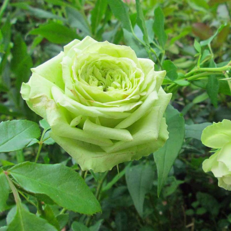 Роза чайно-гибридная Супер Грин (2) в Буйе