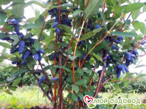 Жимолость Медовая ягода в Буйе