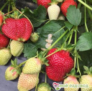 Клубника Румба (ранняя ягода) в Буйе
