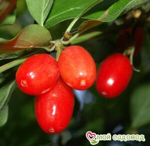 Кизил обыкновенный Макрокарпа (Cornus Macrocarpa) в Буйе