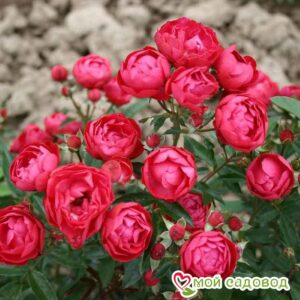 Роза полиантовая Морздаг Ред (Morsdag Red) в Буйе